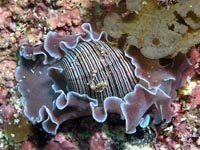 ウミウシ