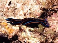ウミウシ
