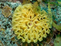 ウミウシ