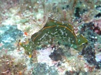 ウミウシ