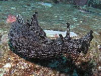 ウミウシ