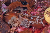 ウミウシ