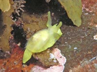 ウミウシ