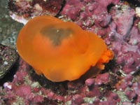 ウミウシ