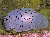 ウミウシ