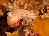 ウミウシ