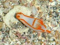 ウミウシ