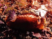 ウミウシ