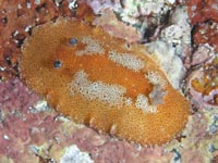 ウミウシ