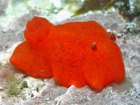 ウミウシ