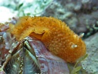 ウミウシ