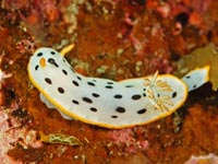 ウミウシ