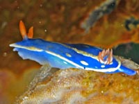 ウミウシ