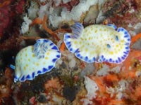 ウミウシ