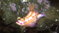 ウミウシ