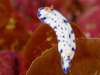 ウミウシ