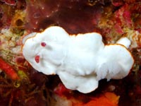 ウミウシ