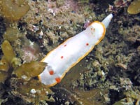 ウミウシ