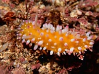 ウミウシ