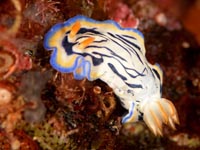 ウミウシ