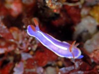 ウミウシ