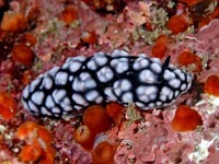 ウミウシ