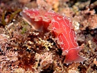ウミウシ