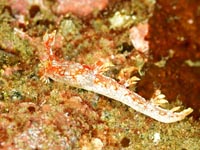 ウミウシ