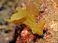 ウミウシ