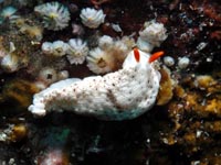 ウミウシ
