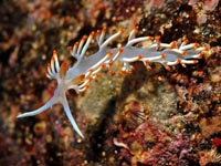 ウミウシ