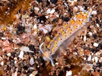 ウミウシ