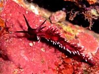 ウミウシ