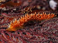 ウミウシ