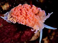 ウミウシ