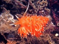 ウミウシ