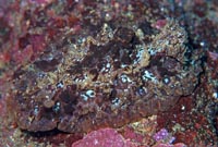 ウミウシ
