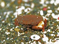 カニ