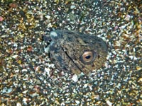 ウミヘビ科