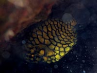 マツカサウオ