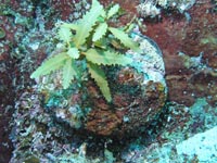 ミミガイ科