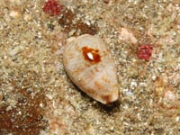 タカラガイ科