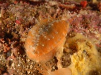 タカラガイ科