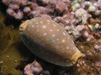 タカラガイ科