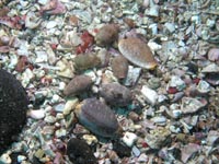 タカラガイ科