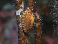 軟体動物