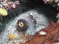 軟体動物